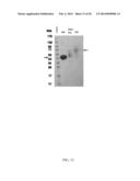 THERAPEUTIC AND DIAGNOSTIC METHODS INVOLVING BIGLYCAN AND UTROPHIN diagram and image