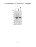 THERAPEUTIC AND DIAGNOSTIC METHODS INVOLVING BIGLYCAN AND UTROPHIN diagram and image