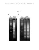 MULTI-CONJUGATE OF SIRNA AND PREPARING METHOD THEREOF diagram and image