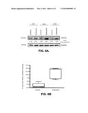 FILIP1L COMPOSITIONS AND METHODS FOR TREATING CANCER diagram and image