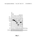 FILIP1L COMPOSITIONS AND METHODS FOR TREATING CANCER diagram and image