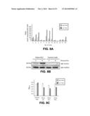 FILIP1L COMPOSITIONS AND METHODS FOR TREATING CANCER diagram and image