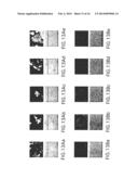 Hydroxylated Polymethoxyflavone Compositions diagram and image