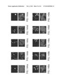 Hydroxylated Polymethoxyflavone Compositions diagram and image