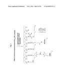 POLYMALIC ACID-BASED MULTIFUNCTIONAL DRUG DELIVERY SYSTEM diagram and image