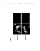 POLYMALIC ACID-BASED MULTIFUNCTIONAL DRUG DELIVERY SYSTEM diagram and image