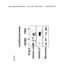 POLYMALIC ACID-BASED MULTIFUNCTIONAL DRUG DELIVERY SYSTEM diagram and image