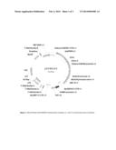 STACKED HERBICIDE TOLERANCE EVENT 8264.44.06.1, RELATED TRANSGENIC SOYBEAN     LINES, AND DETECTION THEREOF diagram and image