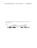 STACKED HERBICIDE TOLERANCE EVENT 8264.44.06.1, RELATED TRANSGENIC SOYBEAN     LINES, AND DETECTION THEREOF diagram and image