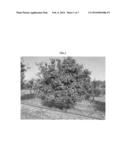 Mediterranean mandarin tree named  ODEM  diagram and image