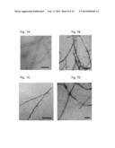 BETA SHEET TAPES RIBBONS IN TISSUE ENGINEERING diagram and image