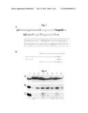 METHOD OF PEPTIDE HYDROLYSIS, PEPTIDASE, THE COMPOSITION FOR USE AS A     BACTERIOSTATIC AND BACTERICIDAL AGENT, A KIT AND THE USES OF THE ACTIVE     FORM OF LYTM FROM S. AUREUS OR DERIVATIVES THEREOF diagram and image