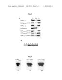 METHOD OF PEPTIDE HYDROLYSIS, PEPTIDASE, THE COMPOSITION FOR USE AS A     BACTERIOSTATIC AND BACTERICIDAL AGENT, A KIT AND THE USES OF THE ACTIVE     FORM OF LYTM FROM S. AUREUS OR DERIVATIVES THEREOF diagram and image