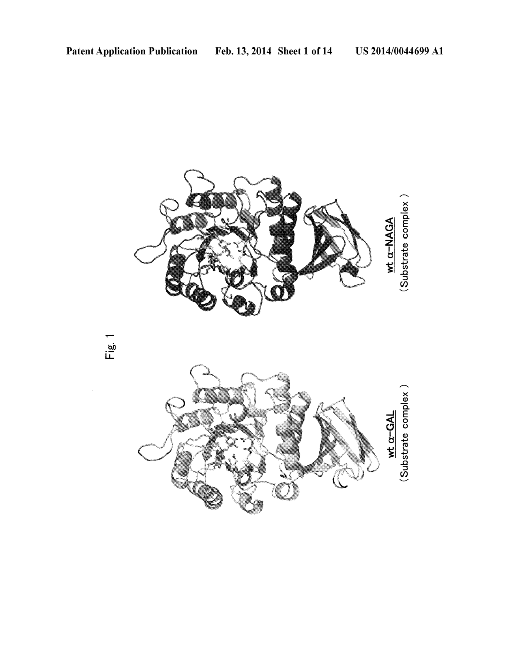 PROTEINS HAVING ACQUIRED A-GALACTOSIDASE ACTIVITY - diagram, schematic, and image 02