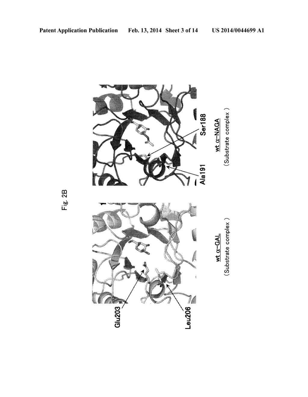 PROTEINS HAVING ACQUIRED A-GALACTOSIDASE ACTIVITY - diagram, schematic, and image 04