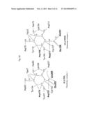 PROTEINS HAVING ACQUIRED A-GALACTOSIDASE ACTIVITY diagram and image