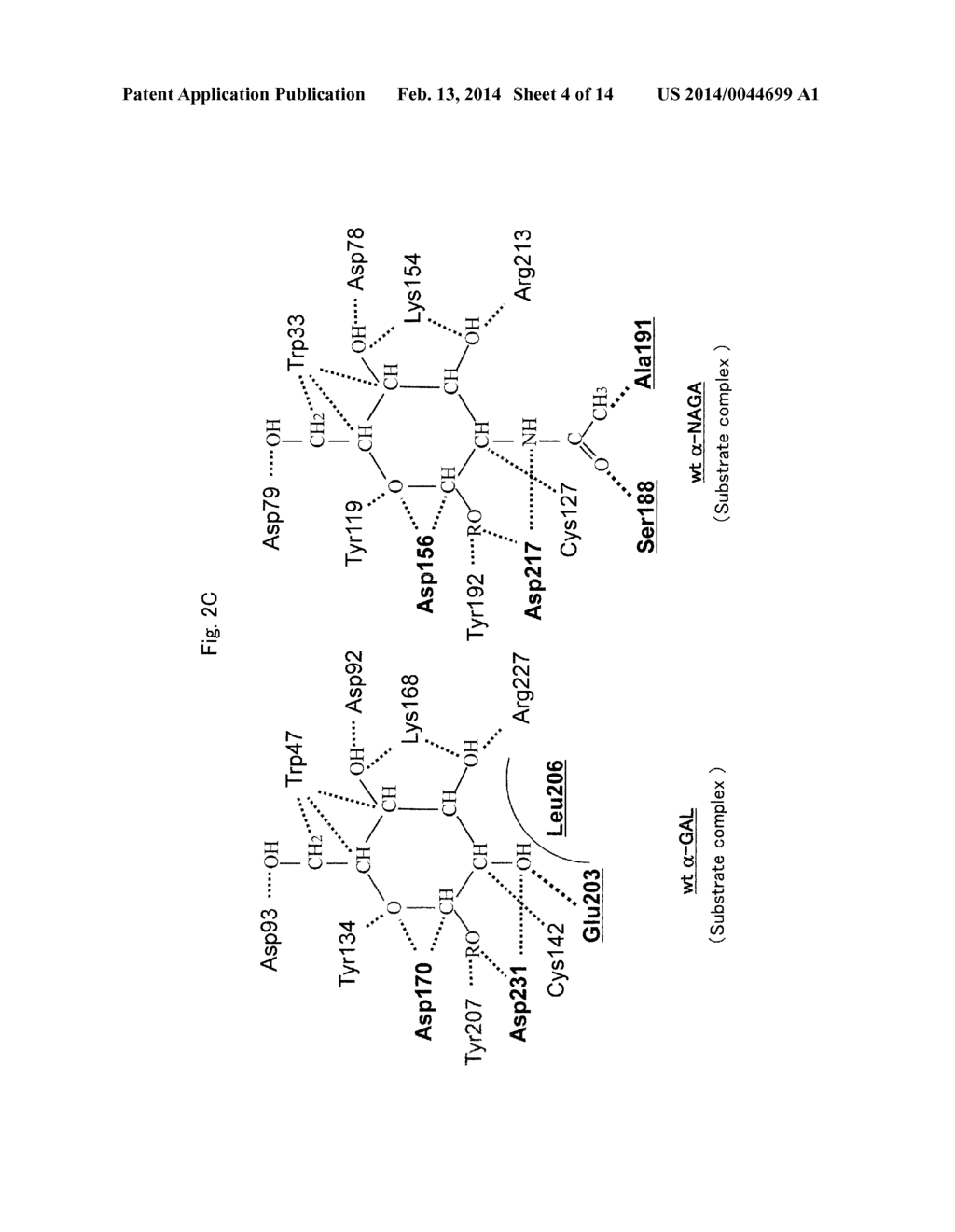 PROTEINS HAVING ACQUIRED A-GALACTOSIDASE ACTIVITY - diagram, schematic, and image 05