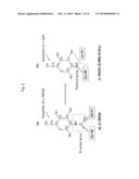 PROTEINS HAVING ACQUIRED A-GALACTOSIDASE ACTIVITY diagram and image