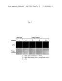 PROTEINS HAVING ACQUIRED A-GALACTOSIDASE ACTIVITY diagram and image