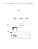 PROTEINS HAVING ACQUIRED A-GALACTOSIDASE ACTIVITY diagram and image