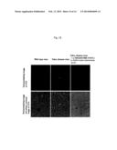 PROTEINS HAVING ACQUIRED A-GALACTOSIDASE ACTIVITY diagram and image