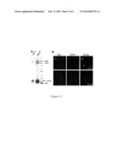 ANTIBODY AND ANTIGEN RECOGNIZING TUMOR-INITIATING CELLS AND USE THEREOF diagram and image