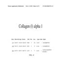 PROCOLLAGEN CARBOXY-TERMINAL PROPEPTIDES AS A TARGET AND TREATMENT FOR     ANGIOGENESIS RELATED DISEASES diagram and image