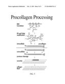 PROCOLLAGEN CARBOXY-TERMINAL PROPEPTIDES AS A TARGET AND TREATMENT FOR     ANGIOGENESIS RELATED DISEASES diagram and image