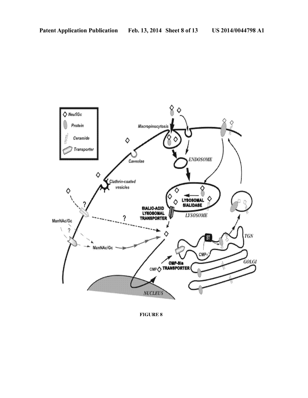 Elimination of N-Glycolylneuraminic Acid From Animal Products For Human     Use - diagram, schematic, and image 09