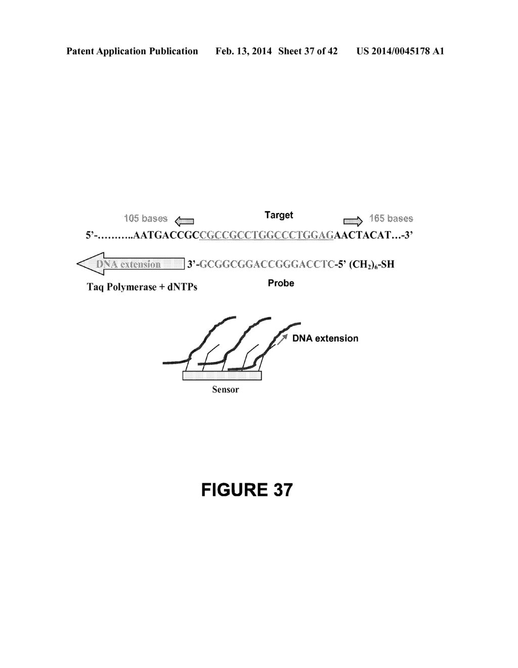 DETECTION OF NUCLEIC ACIDS USING A CANTILEVER SENSOR - diagram, schematic, and image 38