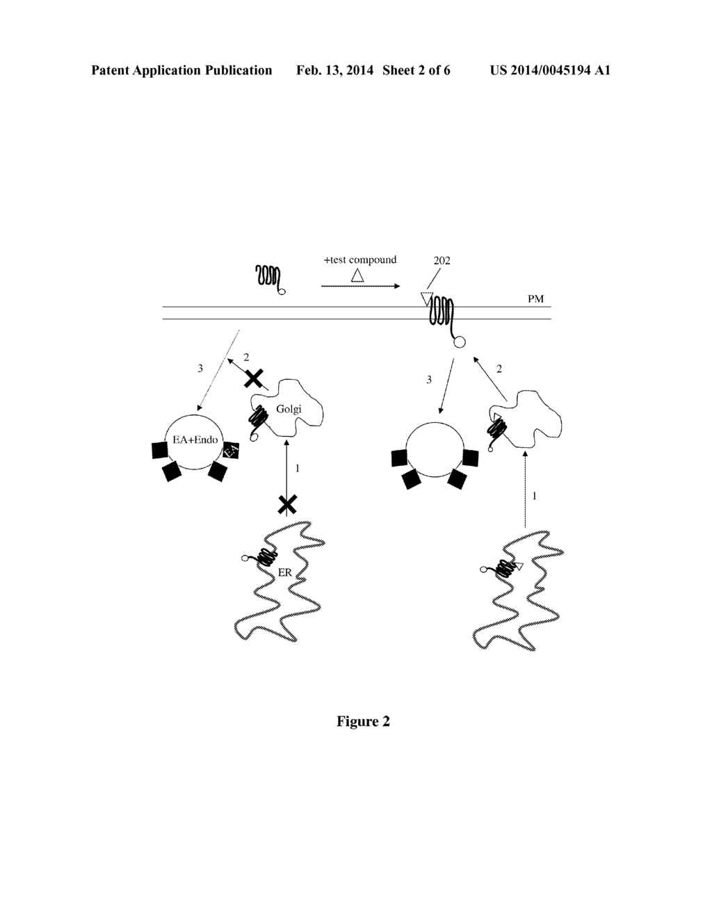 MONITORING PROTEIN TRAFFICKING USING BETA-GALACTOSIDASE REPORTER FRAGMENT     COMPLEMENTATION - diagram, schematic, and image 03