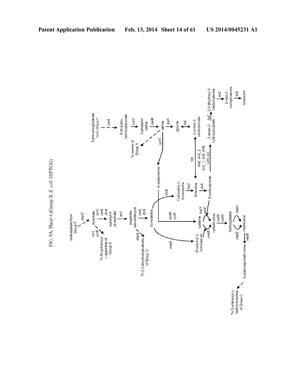 METHODS FOR PRODUCING 3-HYDROXYPROPIONIC ACID AND OTHER PRODUCTS - diagram, schematic, and image 15