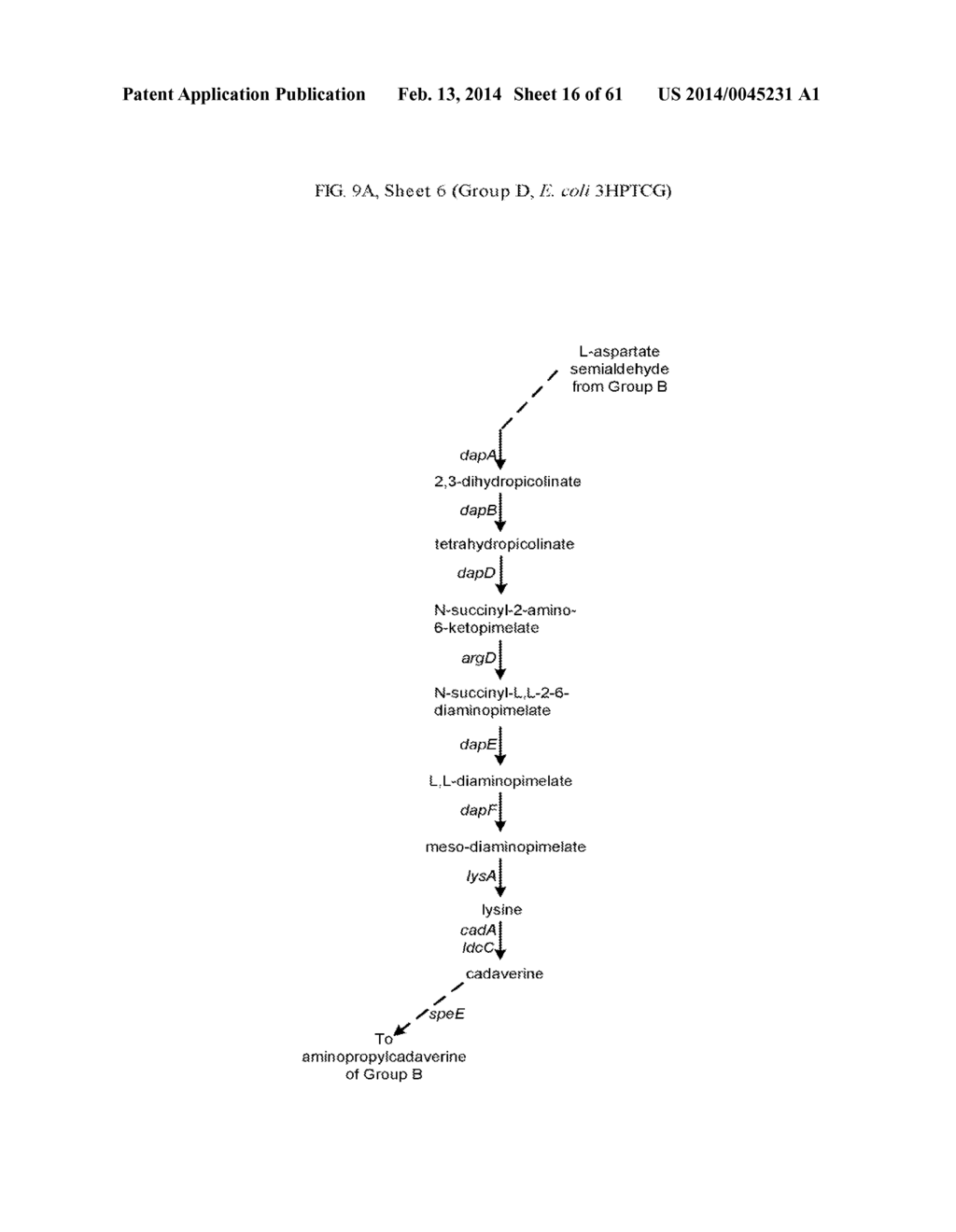 METHODS FOR PRODUCING 3-HYDROXYPROPIONIC ACID AND OTHER PRODUCTS - diagram, schematic, and image 17