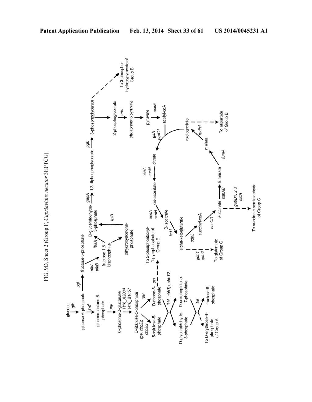 METHODS FOR PRODUCING 3-HYDROXYPROPIONIC ACID AND OTHER PRODUCTS - diagram, schematic, and image 34