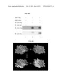 SHORT-FORM HUMAN MD-2 AS A NEGATIVE REGULATOR OF TOLL-LIKE RECEPTOR 4     SIGNALING diagram and image