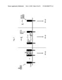 SHORT-FORM HUMAN MD-2 AS A NEGATIVE REGULATOR OF TOLL-LIKE RECEPTOR 4     SIGNALING diagram and image