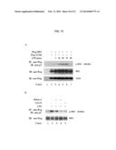 SHORT-FORM HUMAN MD-2 AS A NEGATIVE REGULATOR OF TOLL-LIKE RECEPTOR 4     SIGNALING diagram and image