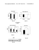 Methods and Compositions for the Treatment of Cancer and Related     Hyperproliferative Disorders diagram and image