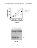 Methods and Compositions for the Treatment of Cancer and Related     Hyperproliferative Disorders diagram and image