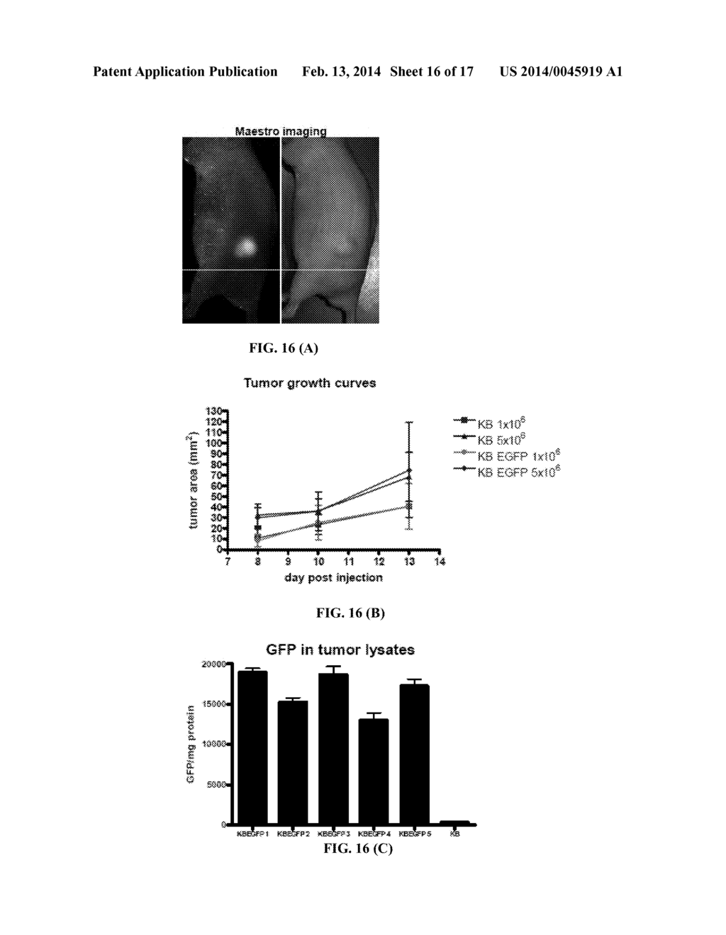 Folate Conjugates - diagram, schematic, and image 17