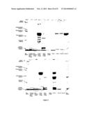 SPECIFIC SORBENT FOR BINDING PROTEINS AND PEPTIDES, AND SEPARATION METHOD     USING THE SAME diagram and image