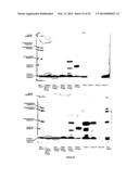 SPECIFIC SORBENT FOR BINDING PROTEINS AND PEPTIDES, AND SEPARATION METHOD     USING THE SAME diagram and image