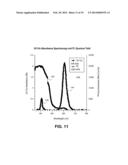 LIGHTING DEVICE HAVING HIGHLY LUMINESCENT QUANTUM DOTS diagram and image