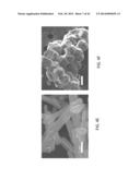 METHODS OF CONTROLLING POLYMORPHISM IN ORGANIC-FREE SYNTHESIS OF     NA-ZEOLITES AND ZEOLITE CRYSTALS FORMED THEREFROM diagram and image