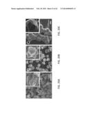 METHODS OF CONTROLLING POLYMORPHISM IN ORGANIC-FREE SYNTHESIS OF     NA-ZEOLITES AND ZEOLITE CRYSTALS FORMED THEREFROM diagram and image