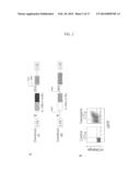 REVERSING THE EFFECTS OF THE TUMOR MICROENVIRONMENT USING CHIMERIC     CYTOKINE RECEPTORS diagram and image