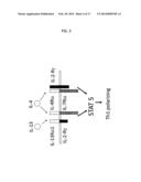 REVERSING THE EFFECTS OF THE TUMOR MICROENVIRONMENT USING CHIMERIC     CYTOKINE RECEPTORS diagram and image