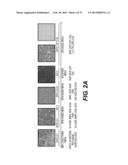 PRODUCTION OF RED BLOOD CELLS AND PLATELETS FROM STEM CELLS diagram and image