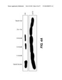 PRODUCTION OF RED BLOOD CELLS AND PLATELETS FROM STEM CELLS diagram and image