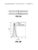 PRODUCTION OF RED BLOOD CELLS AND PLATELETS FROM STEM CELLS diagram and image